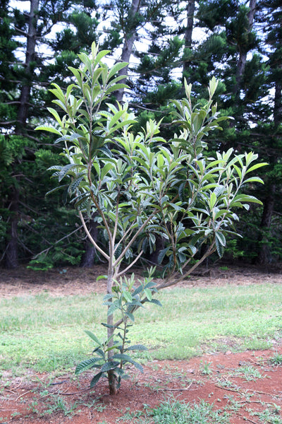 Moloa a Bay Biwa Cha Loquat Leaf Tea