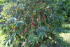 Moloaʻa Bay Coffee tree