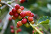 Moloaʻa Bay Coffee ripe coffee cherries
