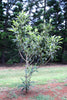 Young loquat tree at Moloa'a Bay Farm