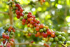Moloa'a Camp Coffee - 100% North Shore Kaua'i Coffee - Natural Process